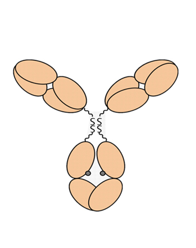 重组兔单克隆抗体定制